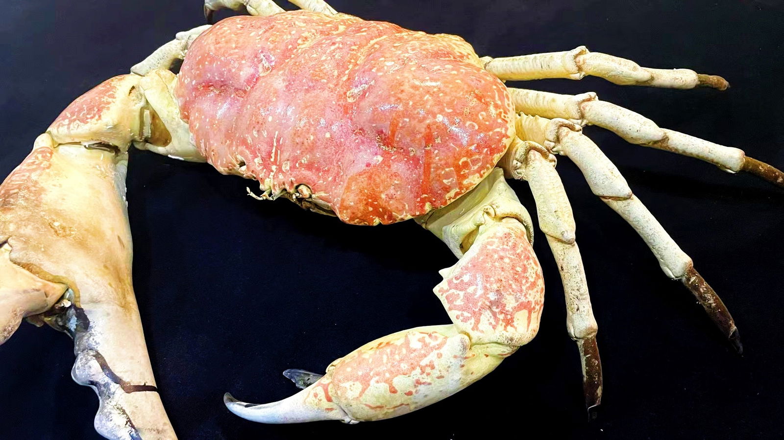 Very Big Size Tasmanian King Crab Taxidermy: Title: Very Big Size Tasmanian King Crab Taxidermy Description:Our crustacean taxidermies are preserved by experienced taxidermists, all meat and organs are 99% cleared with membranes and bone structu