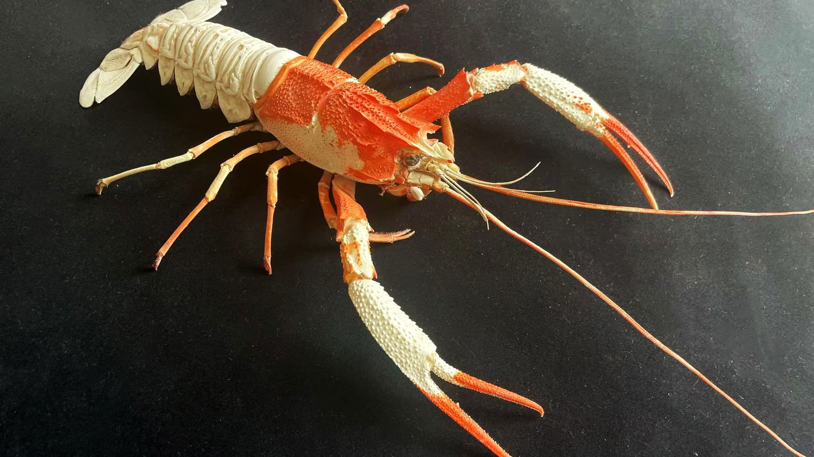 Rarely Found Maximum Large Neptune Lobster Taxidermy Metanephrops neptunus: Title: Rarely Found Maximum Large Neptune Lobster Taxidermy Metanephrops neptunus Description:Our crustacean taxidermies are preserved by experienced taxidermists, all meat and organs are 99% cleared