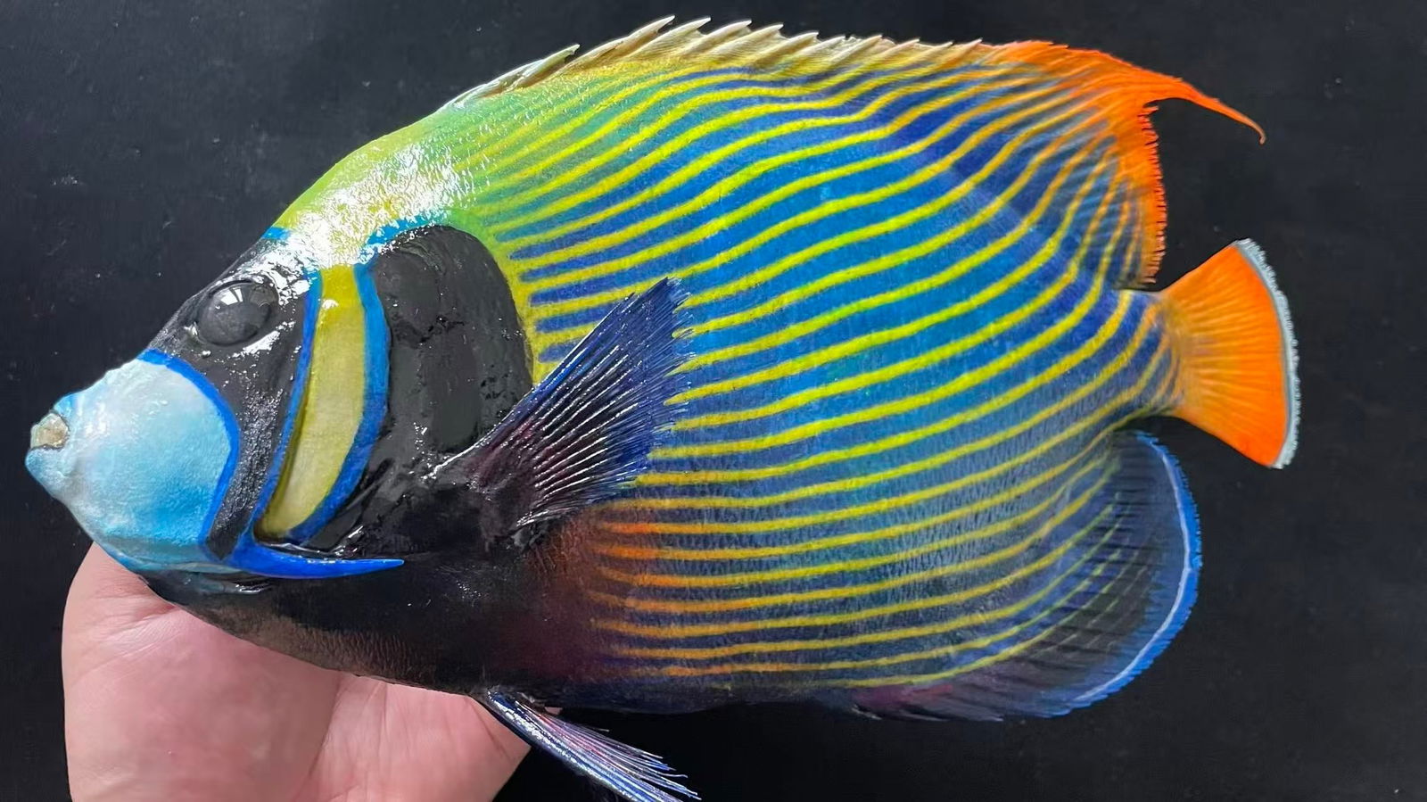 Colorful Pomacanthus imperator Fish Taxidermy: Title: Colorful Pomacanthus imperator Fish Taxidermy Description:Our crustacean taxidermies are preserved by experienced taxidermists, all meat and organs are 99% cleared with membranes and bone struc