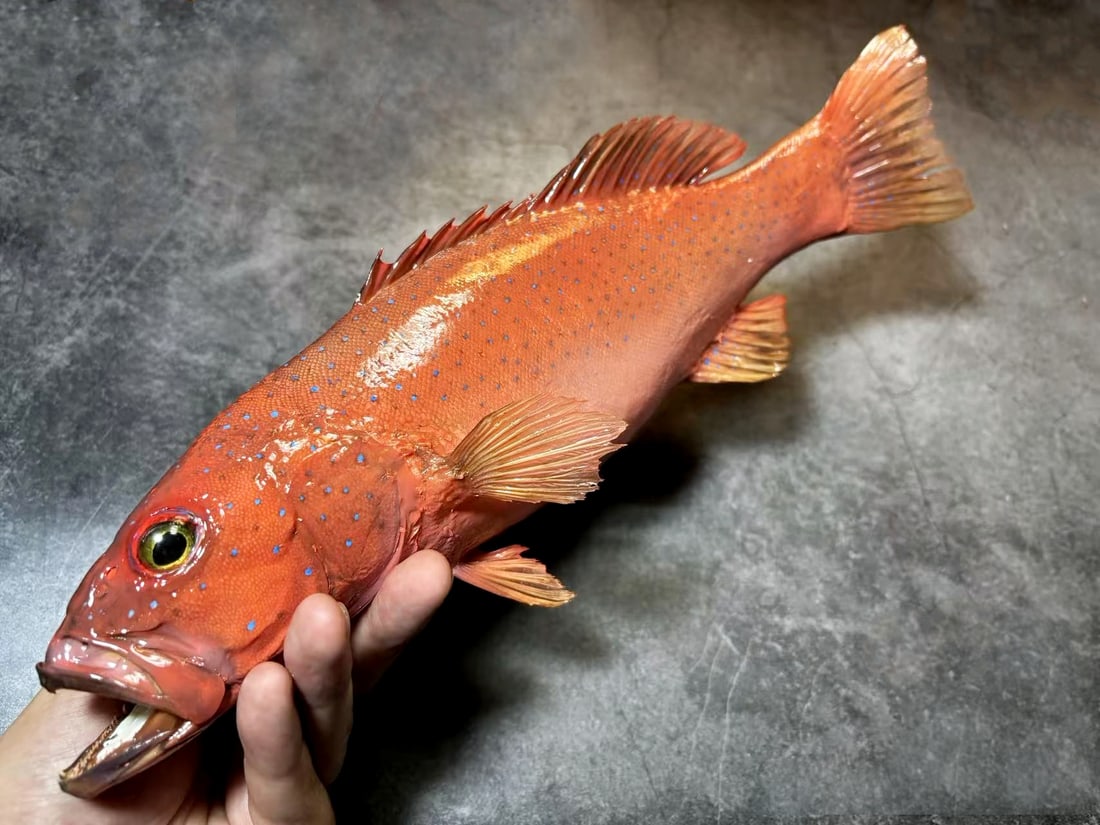 Plectropomus leopardus leopard coral grouper FishTaxidermy: Title: Plectropomus leopardus leopard coral grouper FishTaxidermy Description:Our crustacean taxidermies are preserved by experienced taxidermists, all meat and organs are 99% cleared with membranes a