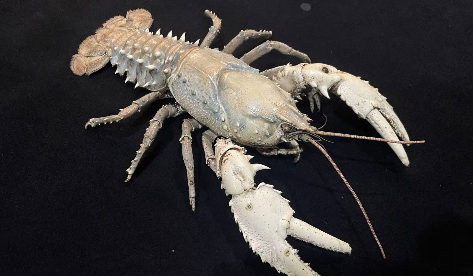 Extremely Large Murray Crayfish Taxidermy Euastacus armatus: Title: Extremely Large Murray Crayfish Taxidermy Euastacus armatus Description:Our crustacean taxidermies are preserved by experienced taxidermists, all meat and organs are 99% cleared with membranes