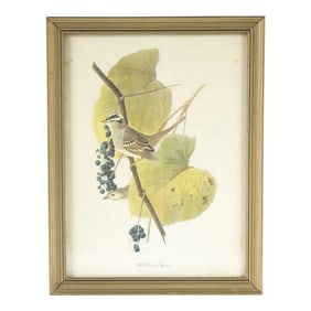 Mid 20th Century Birds in the Berry Tree Botanical Bird Print, Framed
