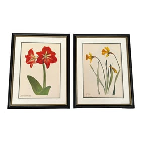 Framed Vintage Botanical- Paris Prints Authentic 1946