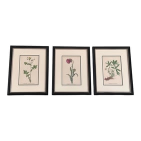 Framed Vintage Botanical Prints Set of 3 - Authentic Czech 1938 Prints