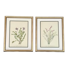 Framed Vintage Botanical Set of 2- Authentic 1953 Prints