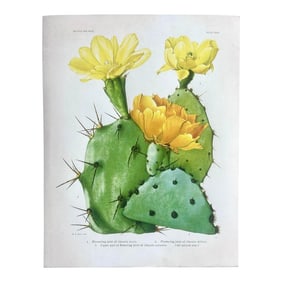 Vintage Yellow Flowering Cactus Botanical Reproduction Print Britton and Rose (1913)