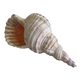 Vintage Conch Shell