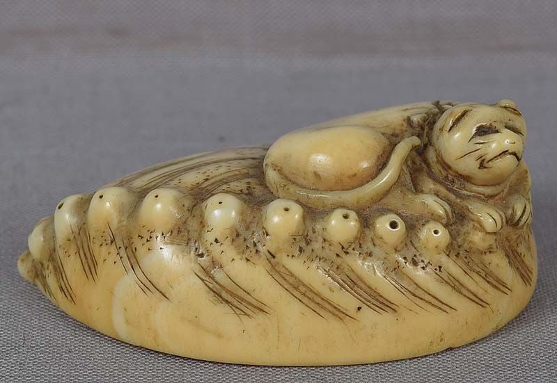 18c netsuke CAT on ABALONE SHELL: 18th century netsuke of a cat resting on a large abalone shell. It is uncommon to see cats in netsuke. Finely carved, great expression on its face, beautiful flow to the bumps on abalone, superb wear