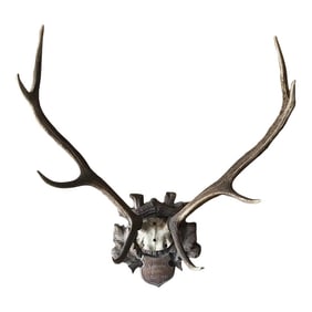 1893 Swiss Stag Horns Mounted on Large Black Forest Plaque