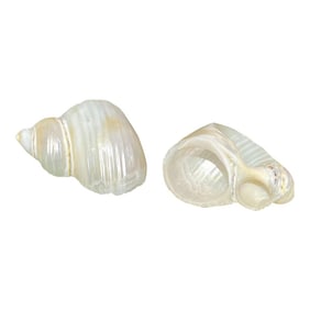 Vintage Pearl White Seashell Napkin Holders- Set of 2