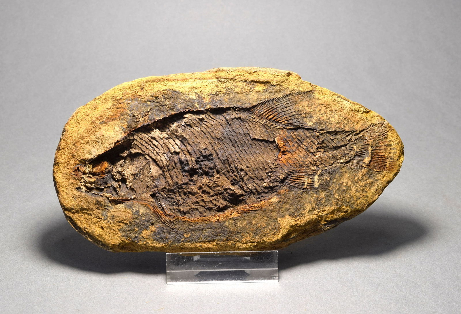 Fine fish fossil Parasemionotus labordei: Title: Fine fish fossil Parasemionotus labordei Origin: Madagascar Size: c. 12.1 cm long Description: Species: Parasemionotus labordei Age: lower Triassic Locality: Madagascar Measurements: c. 12.1 cm