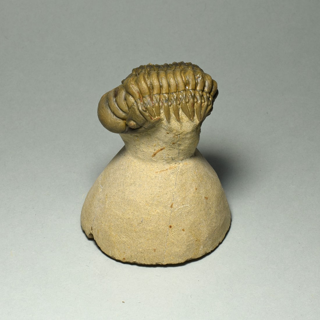 Beautiful rolled trilobite - Cheirurus (Crotalocephalina) gr. gibbus: Title: Beautiful rolled trilobite - Cheirurus (Crotalocephalina) gr. gibbus Origin: Morocco Size: 6.5 cm long (trilobite - if outstretched) Description: Species: Cheirurus (Crotalocephalina) gr. gibbu