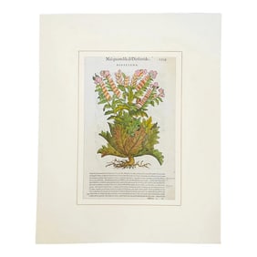 Original Mattioli Pietro Andrea Antique Italian Woodcut of Hiosciamo