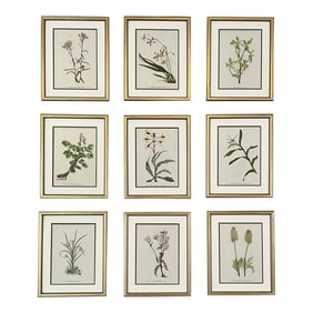 Framed Vintage Botanical Set of 9- Authentic 1953 Wild Flower Prints