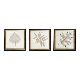 Framed Black Oak, Pistacia, and Eastern American Cottonwood Skeletonized Leaves - Set of Three