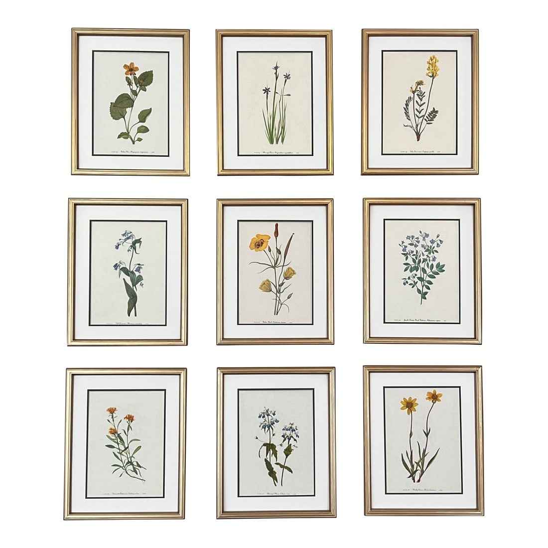 Framed Vintage Botanical Prints -Set of 9- Authentic Vintage 1960s Prints (1 of 4)