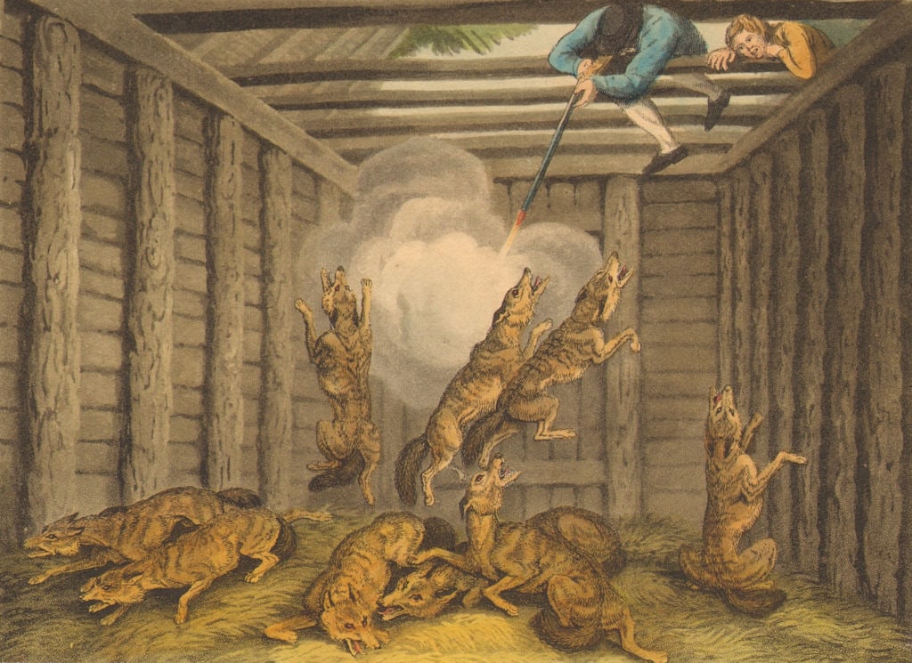 UNITED STATES CANADA. Shooting trapped wolves (Field Sports- Edward Orme) 1814 (1 of 1)