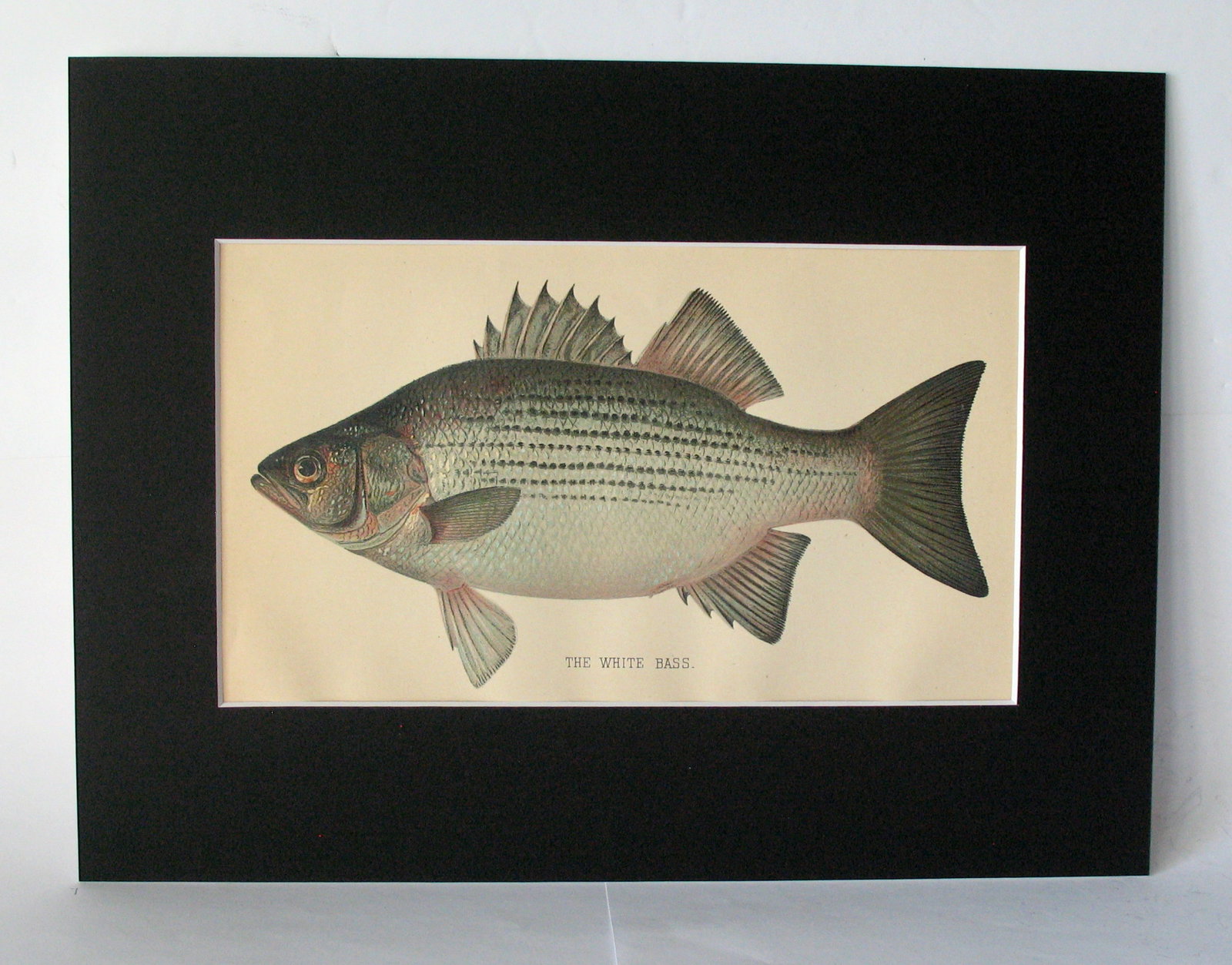 Antique 1901 colored fish print (1 of 2)