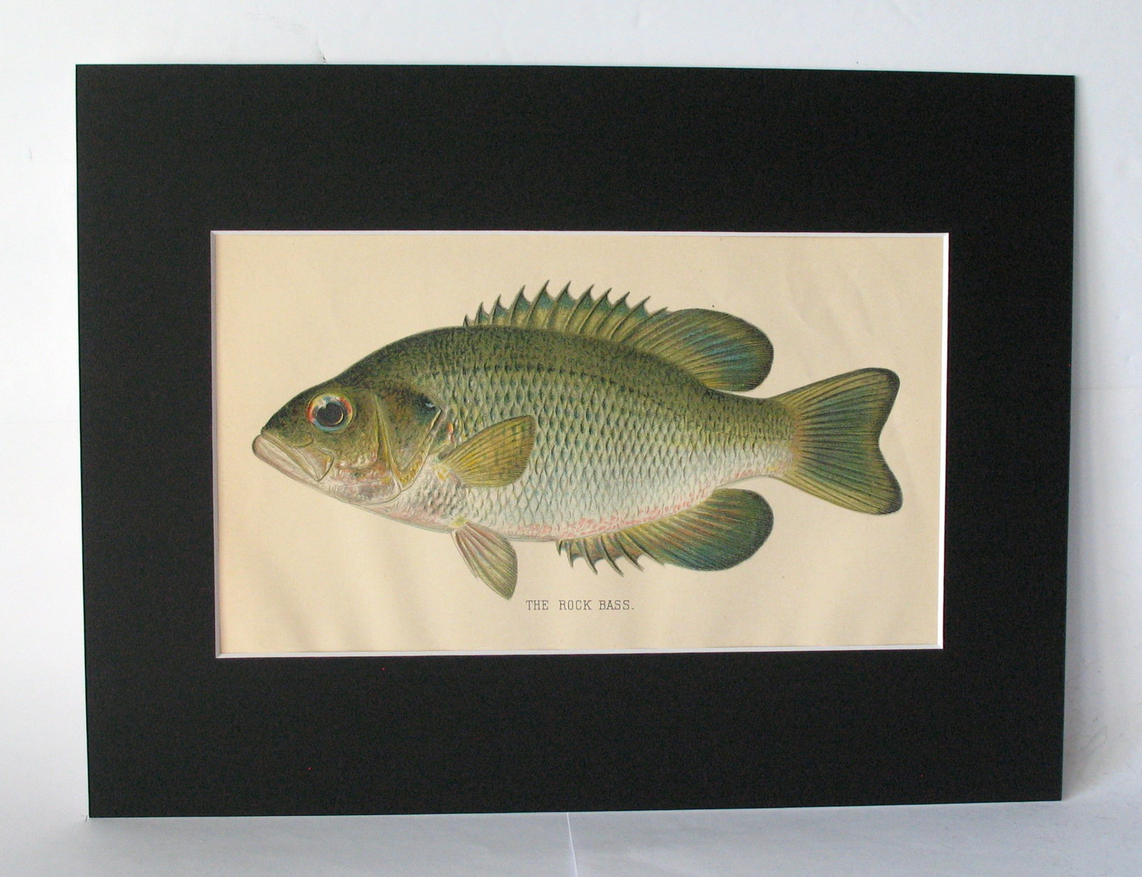 Antique 1901 colored fish print (1 of 2)