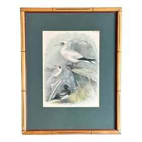 After Studer's Popular Ornithology: The Birds of North America Framed Color Lithograph Print Plate L