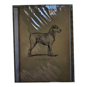 Antique Print of Irish Terrier