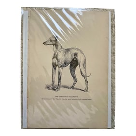 Antique Print of Greyhound