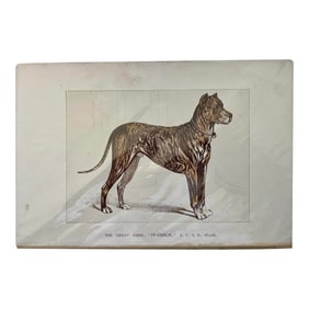 1950s Vintage Print of Great Dane