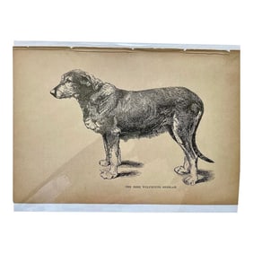 Antique Print of Irish Wolfhound