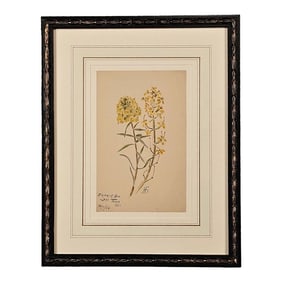 Watercolor Botanical, u.s.a., Dated 1928