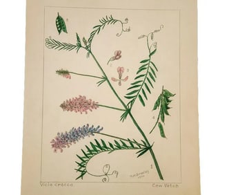 Cow Vetch Botanical Watercolor, RH Greeley