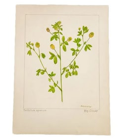 Hop Clover Botanical Watercolor, RH Greeley