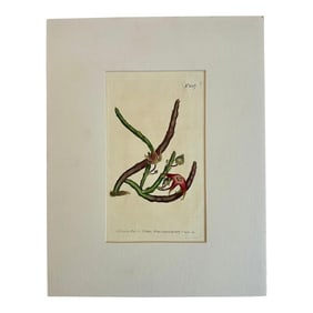 Antique Starfish Flower Botanical Engraving by Curtis, 1807