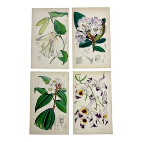 Original Botanical Engravings by William Curtis, 1856 (Set of 4)