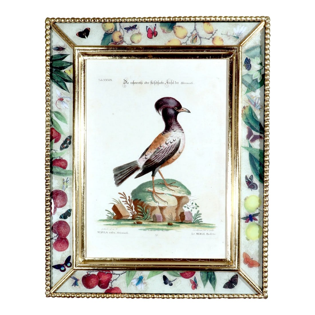 Johann Seligmann Bird Print of Le Merle Rofette, Tab Xxxix, After George Edwards (1 of 6)