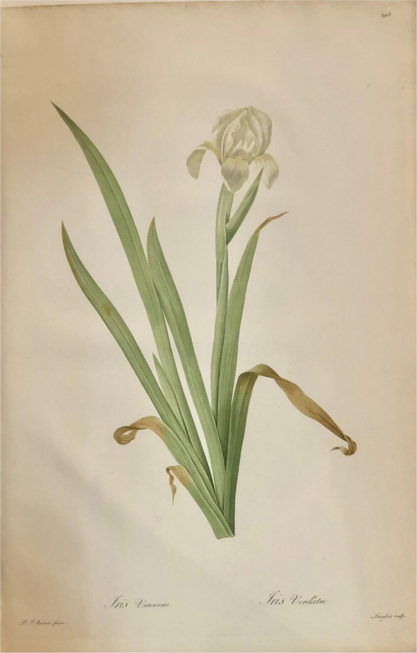 Iris Virescens, Lalics Hand Colored Engraving Signed P. J. Redoute (1 of 12)