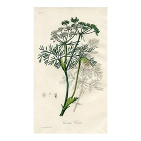 1836, Carraway Botanical Print, Medical Botany, Original Antique Engraving, England