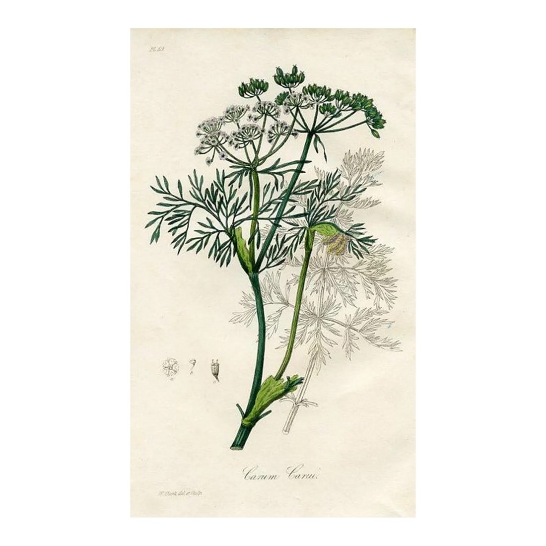 1836, Carraway Botanical Print, Medical Botany, Original Antique Engraving, England (1 of 2)