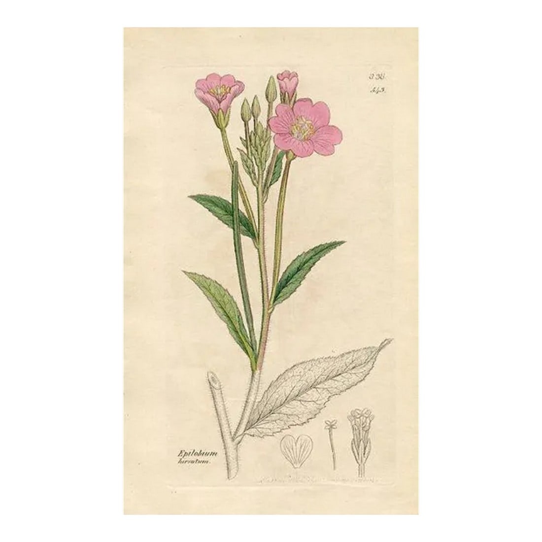 1840s, Great-Hairy Willow-Herb Botanical Print by James Sowerby, Original Antique Botanical Engravin (1 of 2)