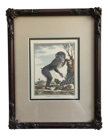 Late 19th Century Antique Victorian English Hand Colored Monkey Print