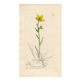 1840s, Yellow Marsh Saxifrage Botanical Print by James Sowerby, Original Antique Botanical Engraving