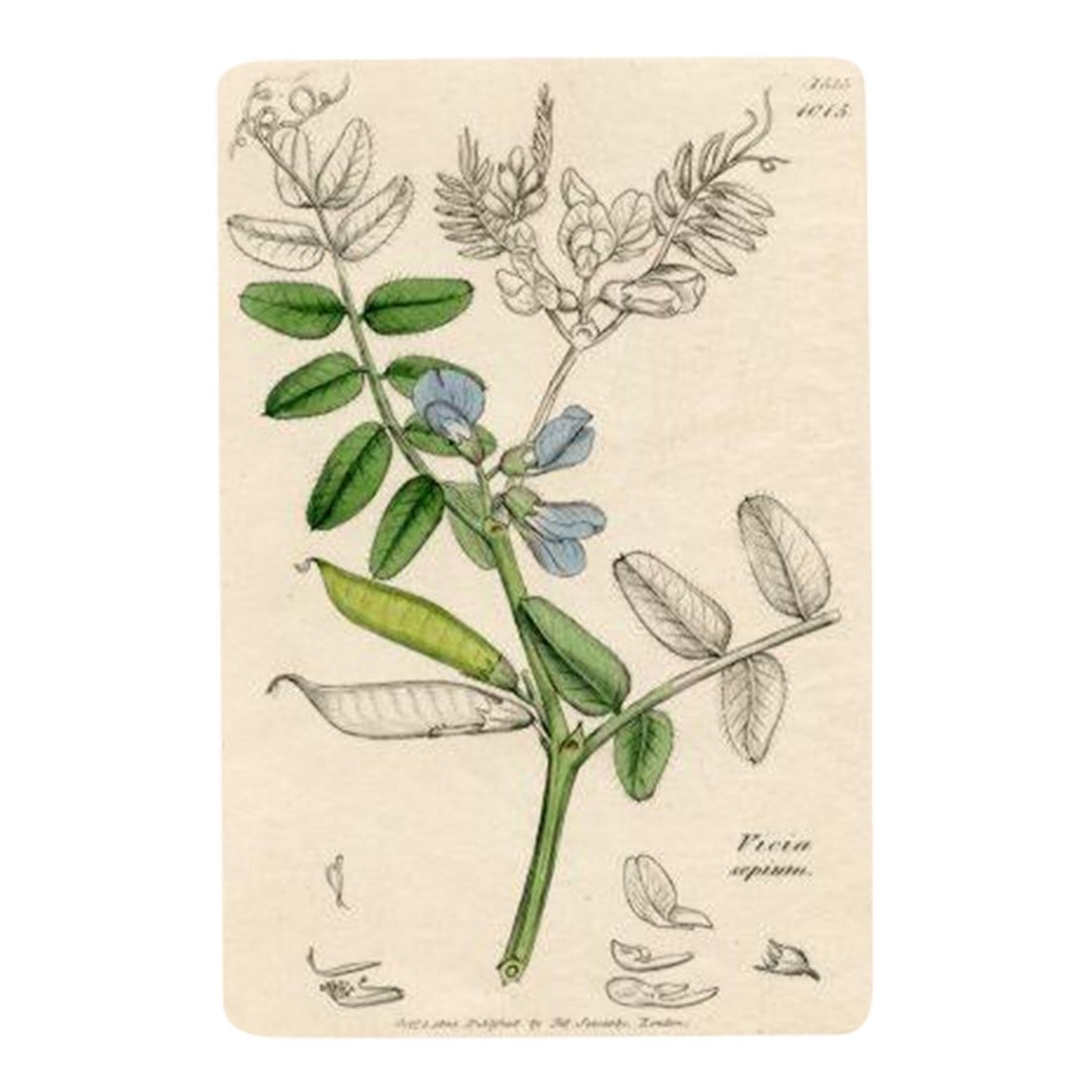 1840s, Bush Vetch Botanical Print by James Sowerby, Original Antique Botanical Engraving, England (1 of 2)