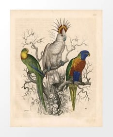 Vintage 3 Parrots Archival Print
