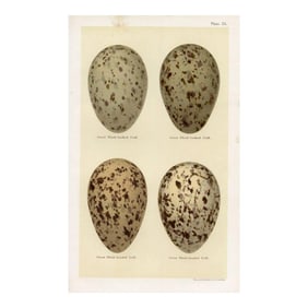 1890s, Gull Bird Egg Print, Original Antique Bird Egg Print, Lithograph, England