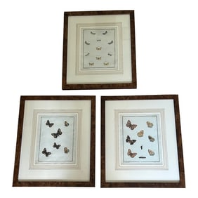 18th Century Butterfly Prints- Set of 3