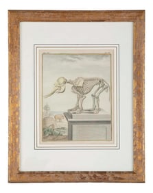 18th Century French Hand Colored Etching of an Elephant Skeleton