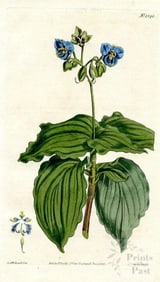 Upright Spiderwort, 1810 Wildflower Print