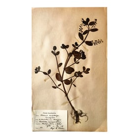 Antique Swedish Herbarium Pressed Flower -Veronica Beccabunga, Circa 1924