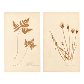 Pair of Authentic Swedish Pressed Botanicals 1960s Beautifully Composed Herbarium Specimens Vintage