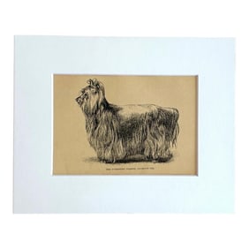 Antique Dog Print in 8 x 10 Mat, ca. 1890: The Yorkshire Terrier Champion Ted