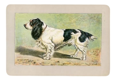 1907, Field Spaniel, Original Antique French Dog Print